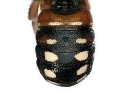   Epanthidium sanguineum  female abdomen, photo: C. Ritner 
