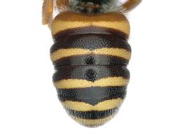   Epanthidium tigrinum  male abdomen, photo: C. Ritner 

