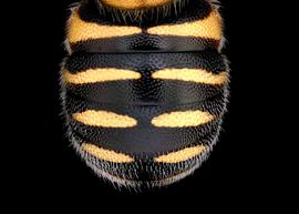   Epanthidium tigrinum  female abdomen, photo: T. Brady 
