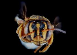   Epanthidium tigrinum  female face, photo: C. Ritner 
