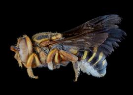   Epanthidium tigrinum  female lateral habitus, photo: C. Ritner 
