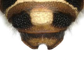   Epanthidium paraguayense  male terga, photo: C. Ritner 
