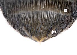   Epanthidium paraguayensis  female with trilobed S6, photo: C. Ritner 
