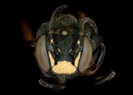   Anthodioctes megachiloides  male face, photo: C. Ritner 

