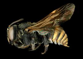   Anthodioctes megachiloides  male lateral habitus, photo: C. Ritner 
