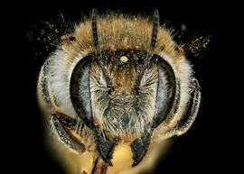   Plesianthidium calesense  female face, photo: C. Ritner 
