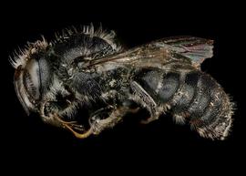   Afroheriades primus  male lateral habitus, photo: C. Ritner 
