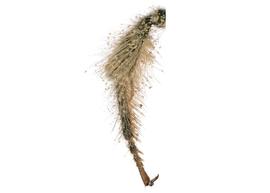   Aspidosmia volkmanni  female hind tibia, photo: C. Ritner 
