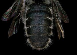   Afroheriades primus  male abdomen, photo: T. Brady 
