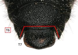   Afroheriades primus  male T6 and T7, photo: C. Ritner 
