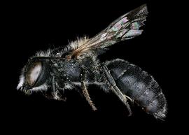  Othinosmia globicola  male lateral habitus, photo: C. Ritner 
