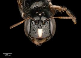   Ceratina ballotaenbsp; female face, photo: Joshua Hengel 
