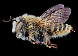   Lithurgus chyrusus  male lateral habitus, photo: C. Ritner 
