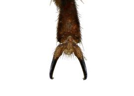   Lithurgus chrysurus  female simple tarsal claw and arolia absent, photo: C. Ritner 
