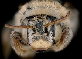   Fidelia kobrowi  female face, photo: C. Ritner 
