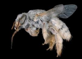   Fidelia paradoxa  female lateral habitus, photo: C. Ritner 
