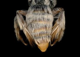   Fidelia paradoxa  female abdomen, photo: C. Ritner 
