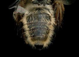   Neofidelia profuga  male abdomen, photo: T. Brady 
