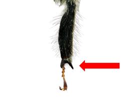   Neofidelia profuga  male hind basitarsus forming two curved talons, photo: C. Ritner 
