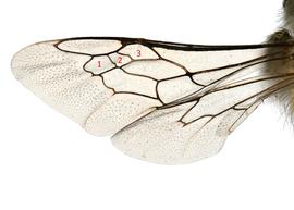   Neofidelia profuga  female forewing hairless and with three submarginal cells, photo: C. Ritner 
