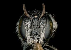   Microthurge corumbae  female face, photo: C. Ritner 
