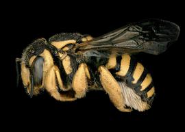   Trachusa dumerlei  female lateral habitus, photo: C. Ritner 
