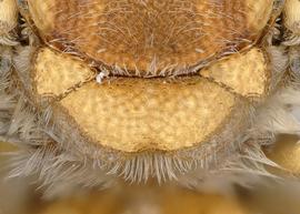   Icteranthidium cinctum  male scutellum and axilla, photo: C. Ritner 
