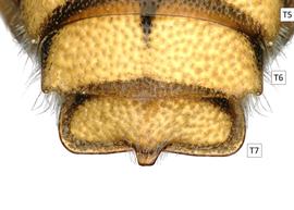   Icteranthidium grohmanni  male terga, T7 with midapical projection, photo: C. Ritner 
