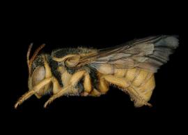   Eoanthidium turnericum  male lateral habitus, photo: C. Ritner 
