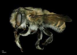   Megachile flavihirsuta  male lateral habitus, photo: Jeni Sidwell 
