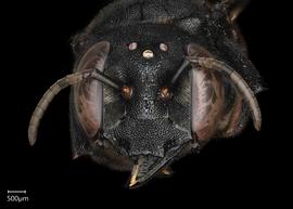   Megachile aethiops  female face, photo: Chelsey Ritner 
