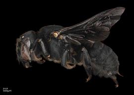   Megachile aethiops  female lateral habitus, photo: Chelsey Ritner 
