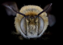   Lithurgus chysurus  male face, photo: C. Ritner 
