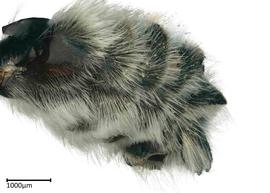   Megachile agustini nbsp;male sterna, photo: Colleen Meidt 
