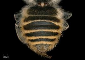   Megachile subfortis  female abdomen, photo: Chelsey Ritner 
