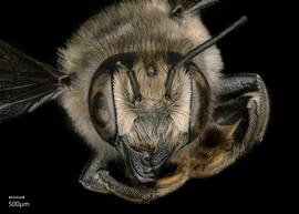   Megachile subfortis  female face, photo: Chelsey Ritner 
