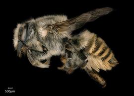   Megachile subfortis  female lateral habitus, photo: Chelsey Ritner 
