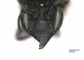   Chalicodoma parietina nbsp;female clypeus, photo: Colleen Meidt 
