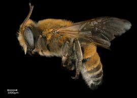   Pseudomegachile lanata  male lateral habitus, photo: Colleen Meidt 
