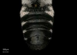   Chalicodoma cephalotes  male abdomen, photo: Shaun Heller 
