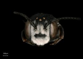   Chalicodoma cephalotes  male face, photo: Shaun Heller 
