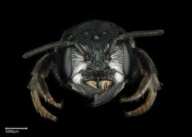   Chalicodoma cephalotes  female face, photo: Brooke Bagot 
