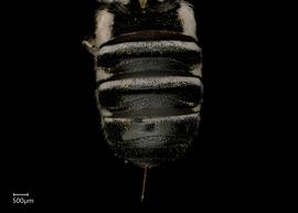   Chalicodoma cephalotes  female abdomen, photo: Shaun Heller 
