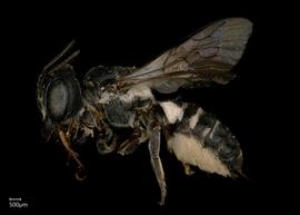   Chalicodoma cephalotes  female lateral habitus, photo: Shaun Heller 
