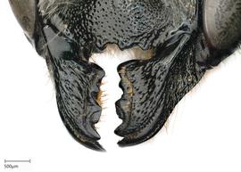   Megachilenbsp;inermis nbsp;female mandibles, photo: Joshua Hengel 
