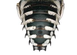   Serapista intermedia  male abdomen, photo: C. Ritner 
