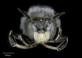   Anthidium tenuiflorae nbsp;male face, photo: Chelsey Ritner 
