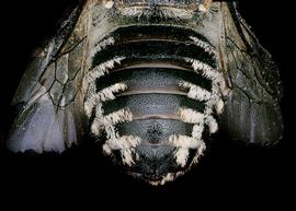   Serapista rufipes  female abdomen, photo: C. Ritner 
