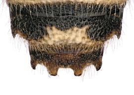   Afranthidium poecilodontum  male T7 with four apical projections, photo: C. Ritner 
