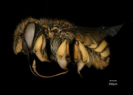  Fig 2,nbsp; Anthidium manicatum nbsp;female lateral habitus, photo: Jeni Sidwell 
